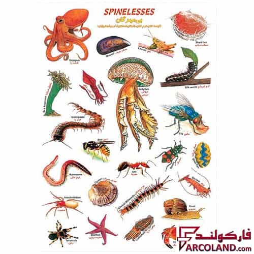 برچسب آموزشی مدل بی مهرگان