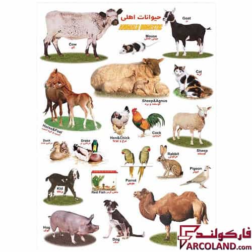 برچسب آموزشی مدل حیوانات اهلی