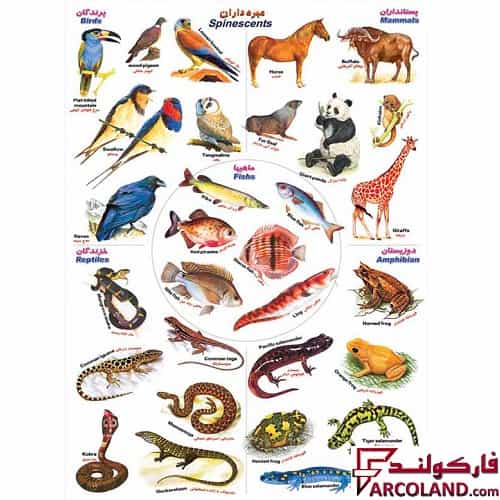 برچسب آموزشی مدل مهره داران