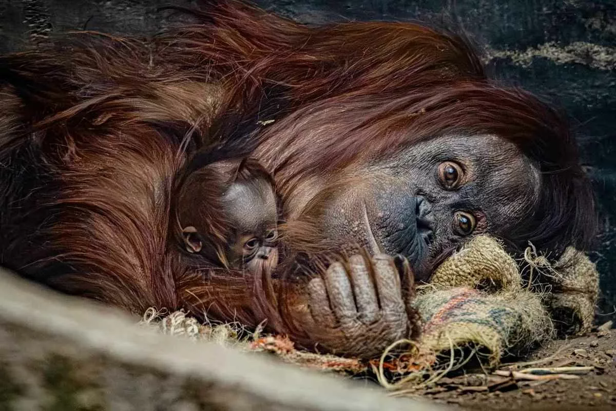 bornean-orangutan-birth-chester-zoo_11zon
