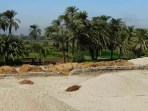 راز سقوط شهر گمشده فرعون آخناتون؛ آیا طاعون مرگبار تمدن مصر باستان را نابود کرد؟