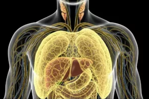 دشمن خاموش بدن؛ چربی پنهان حتی در بدن لاغرها، آرام‌آرام به قلب و رگ‌ها حمله می‌کند