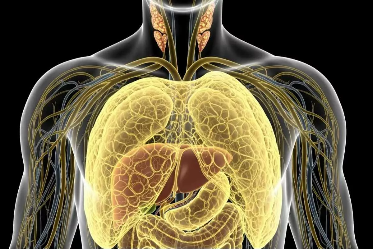 hidden-fat-artery-damage_11zon