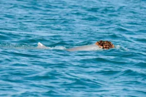 مد دریایی دلفین‌ها؛ کلاه‌گیس شگفت‌انگیز برای جلب عشق در زیر آب!