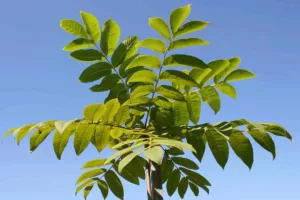 کشف بزرگ ژاپنی‌ها؛ برگ درخت گردو منبع طبیعی علف‌کش و ناجی کشاورزی آینده