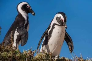 بحران زیست‌محیطی ۲۰۲۵: هجوم کشتی‌های ماهیگیری، پنگوئن‌های آفریقایی را در آستانه نابودی قرار داد