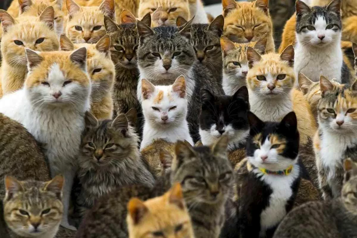 cats-meow-more-for-men_11zon