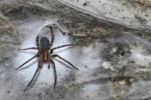 شوک در دنیای حیات وحش | بزرگ‌ترین تار عنکبوت جهان در اعماق زمین کشف شد! اندازه‌ای با نصف زمین تنیس