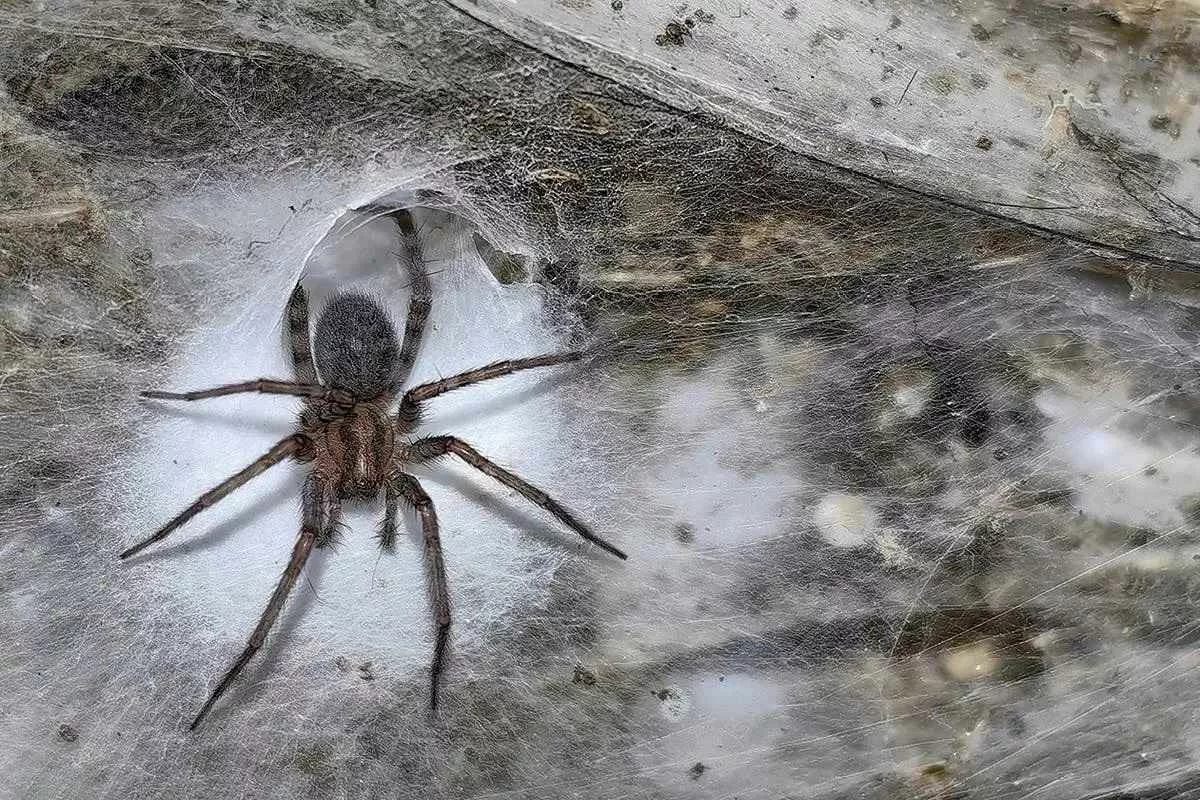 cave-spider-web-megacity_11zon