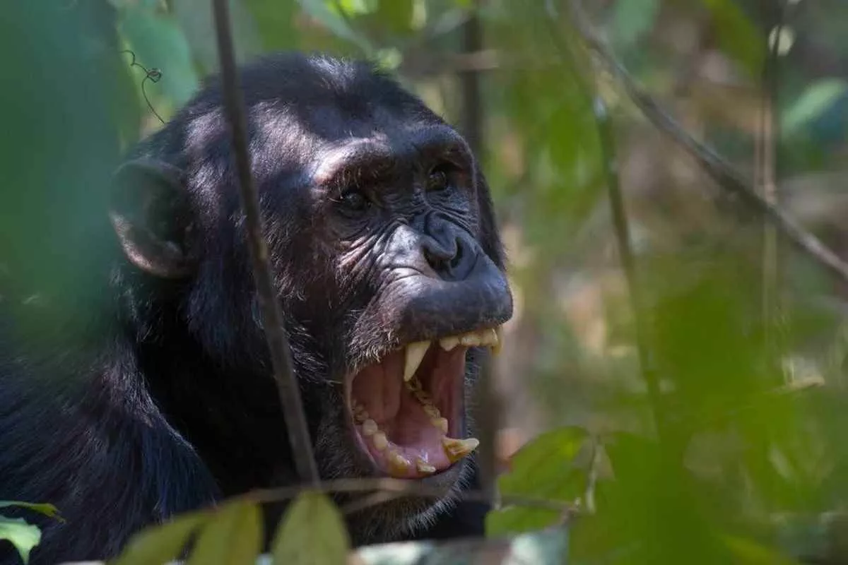 chimp-war-ended-baby-boom-victors_11zon