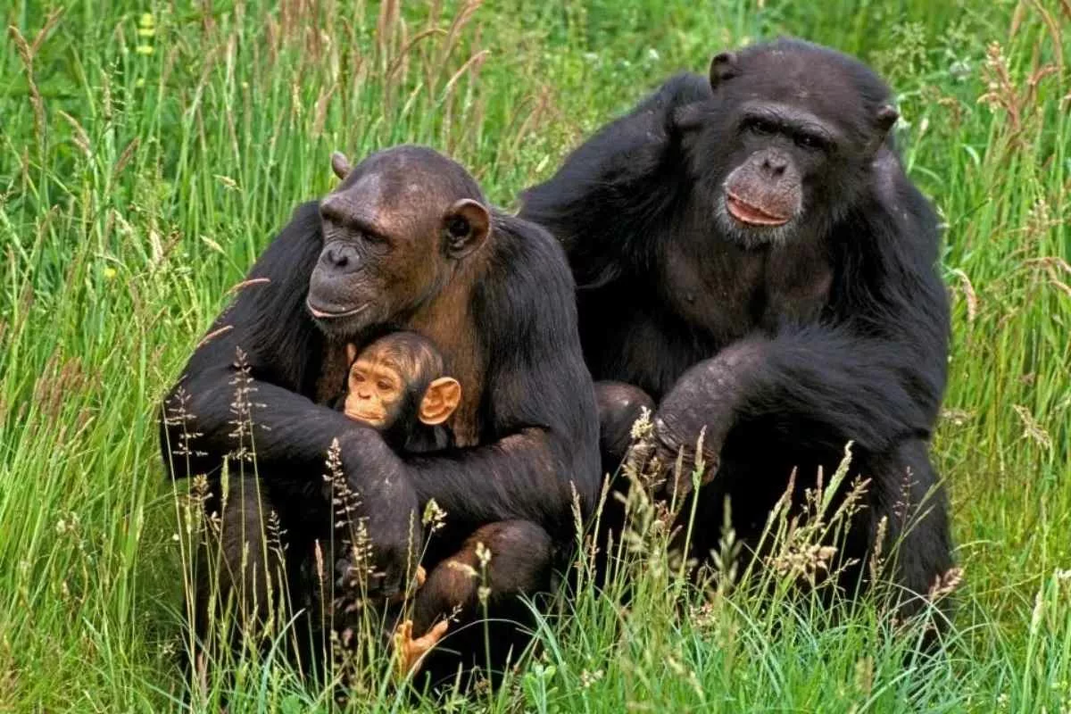 chimps-revise-beliefs-confronted-conflicting-evidence_11zon