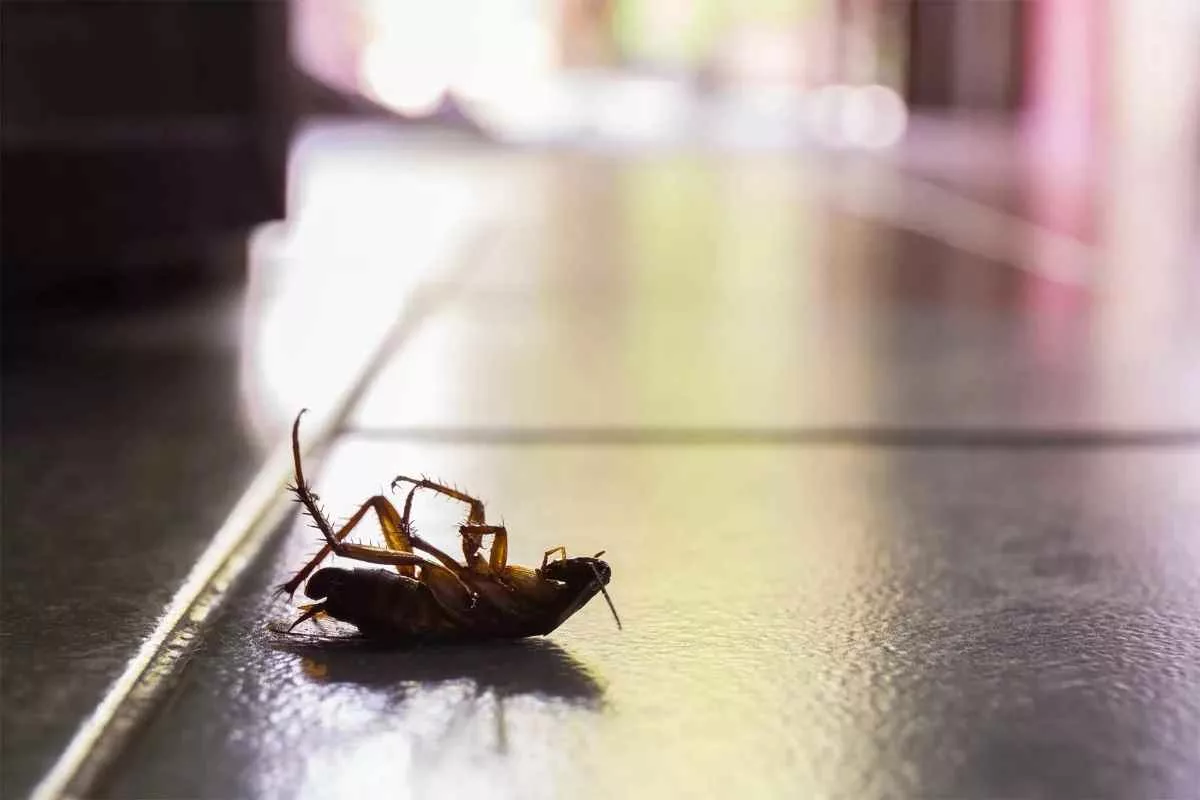 cockroaches-toxic-compounds_11zon