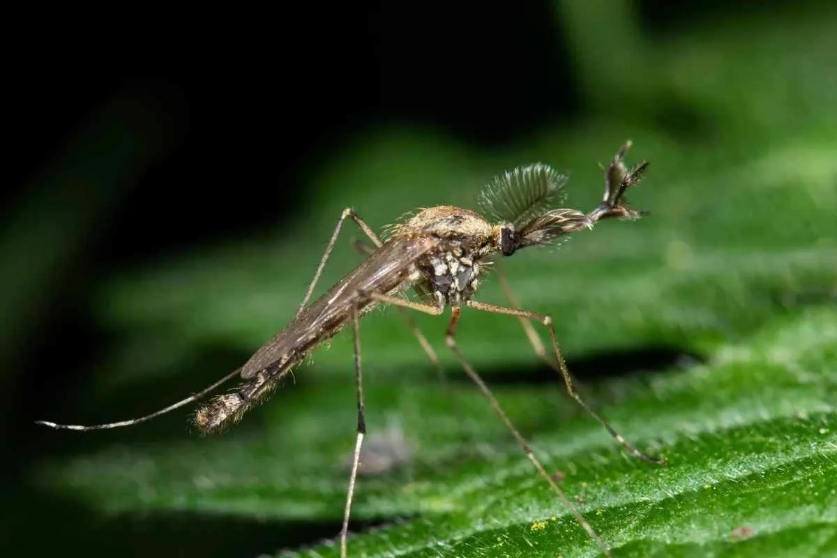 do-mosquitoes-infiltrated-iceland-survive-winter_11zon