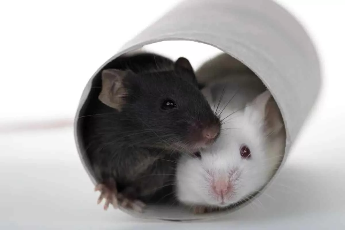 drug-combo-boosts-mouse-lifespan_11zon