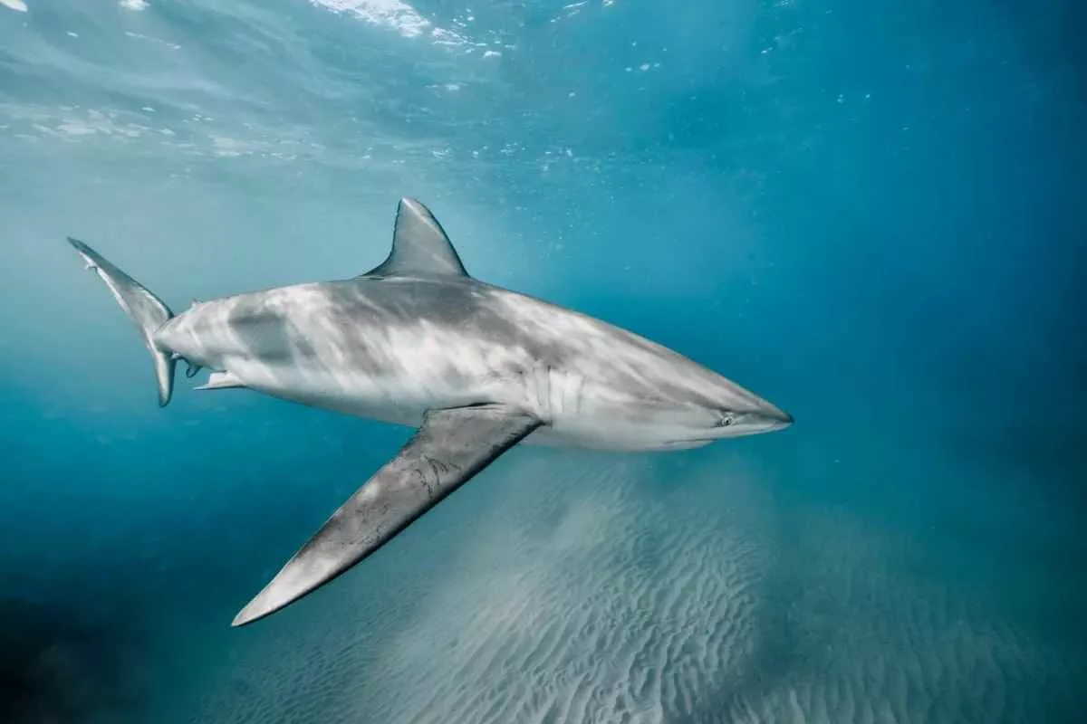 dusky-shark-fatal-attack_11zon