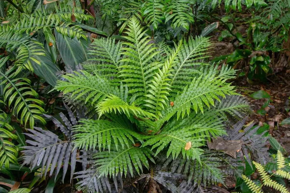 fern-phytomining-rare-earth-elements_11zon