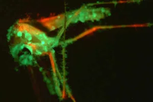 قارچ مهندسی‌شده با بوی اغواگر؛ سلاح هوشمند طبیعت برای نابودی پشه‌های مرگبار