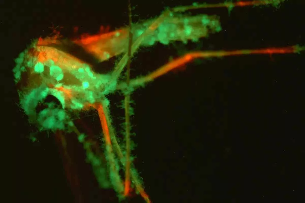 fungus-lures-mosquitoes-death_11zon