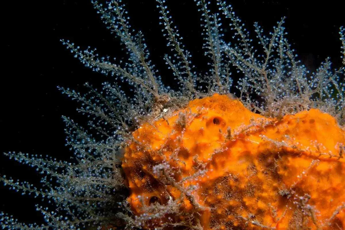 how-first-animals-evolved_11zon