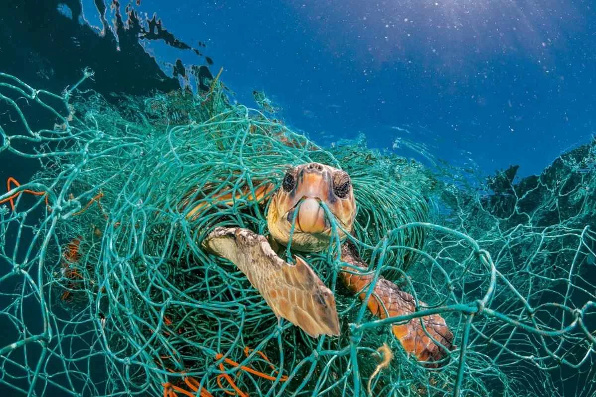 how-much-plastic-can-kill-sea-turtle_11zon