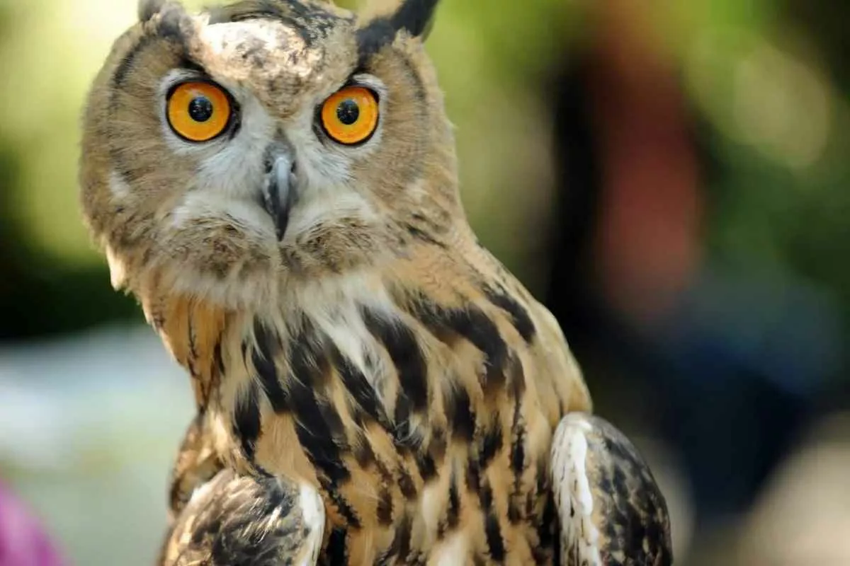 if-look-through-owls-ears-see-eyes_11zon