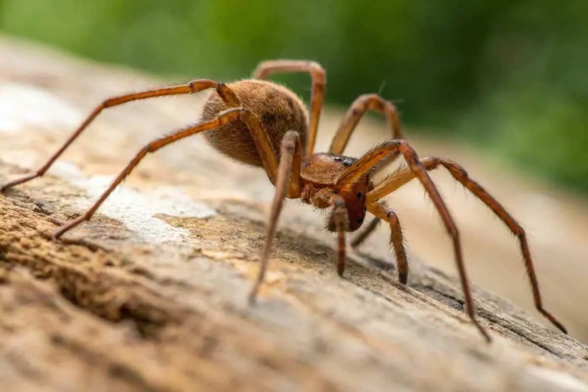 kansas-house-brown-recluse-spider_11zon