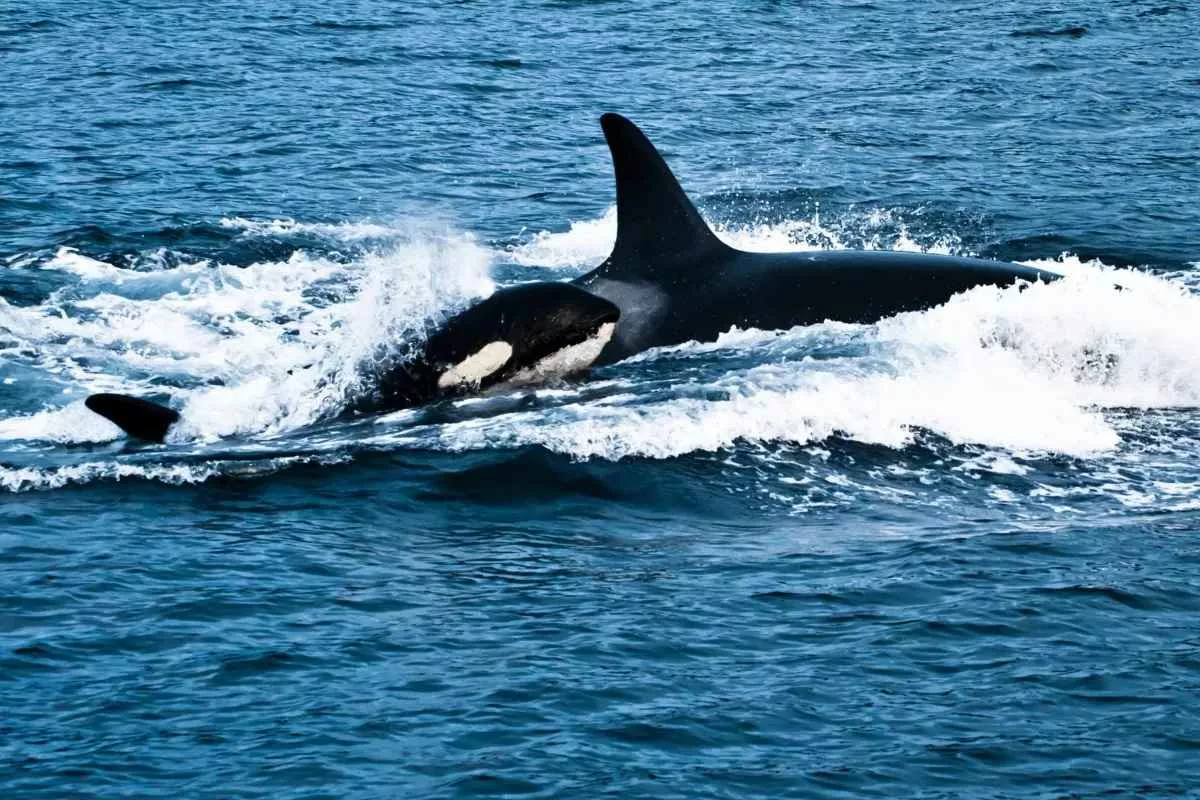 killer-whale-birth-captured-on-camera_11zon