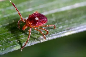 راز مرگ مرد آمریکایی بعد از خوردن همبرگر؛ آلرژی مرموز ناشی از نیش کنه همه را شوکه کرد