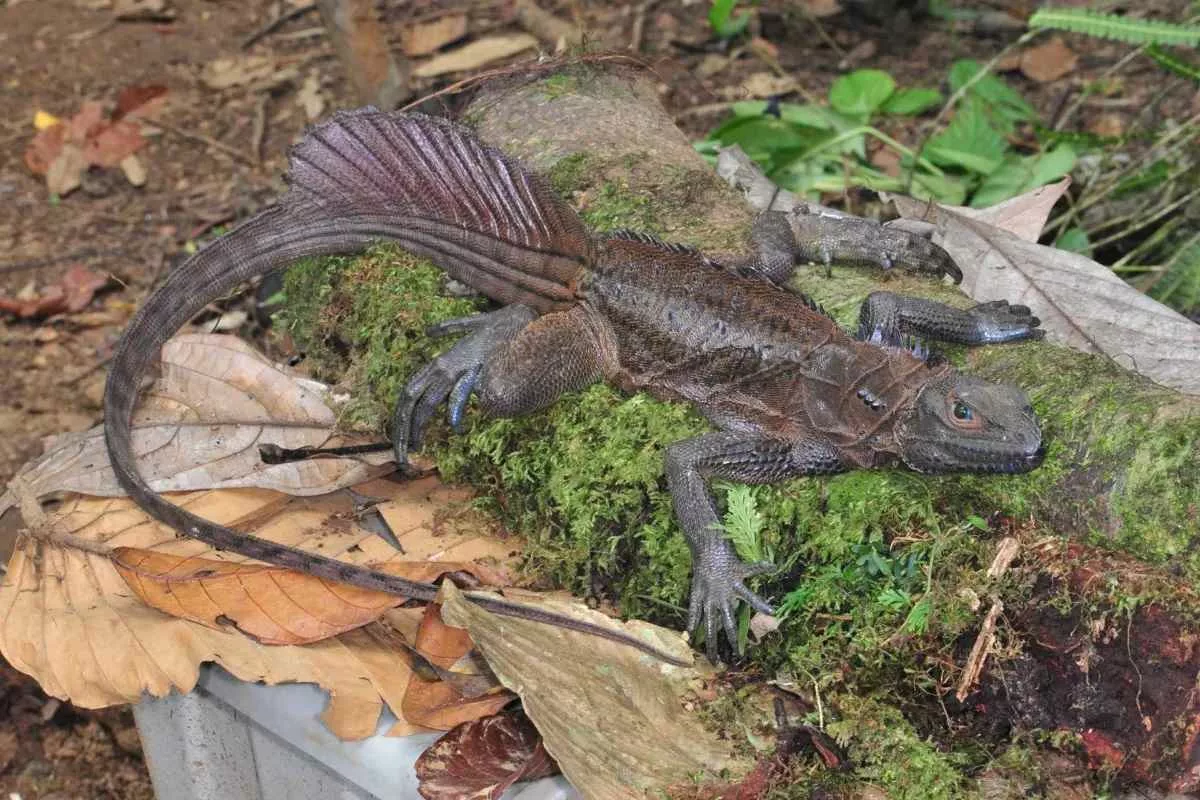 meet-real-life-sailfin-dragons_11zon