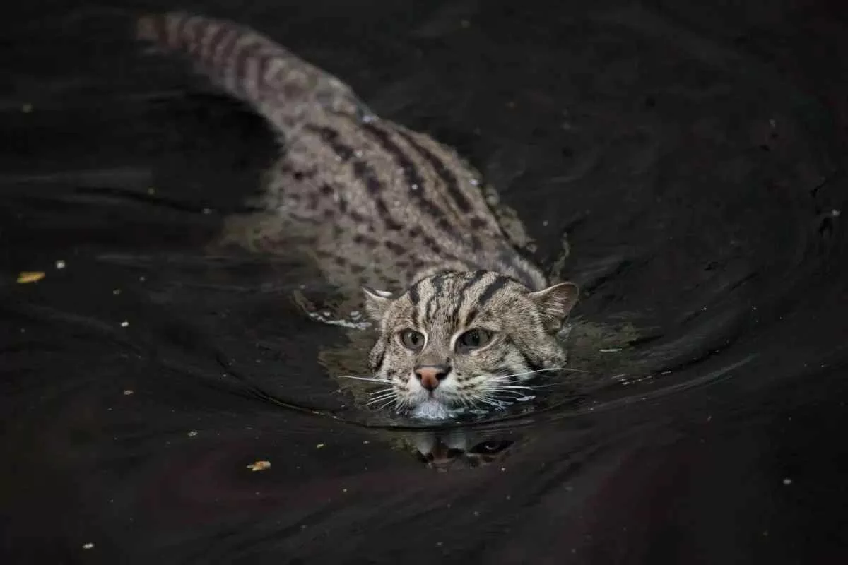 meet-the-aquatic-fishing-cat_11zon