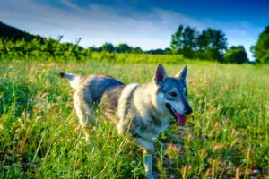 افشای یک حقیقت باورنکردنی: تقریباً تمام سگ‌های امروزی هنوز ژن‌های گرگ را در خود دارند حتی نژادهای کوچک و بانمک!