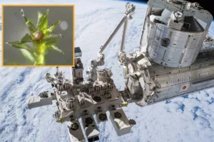 خزه‌هایی که از فضا جان سالم به در بردند؛ آزمایش ۹‌ماهه‌ دانشمندان نتیجه‌ای باورنکردنی داشت