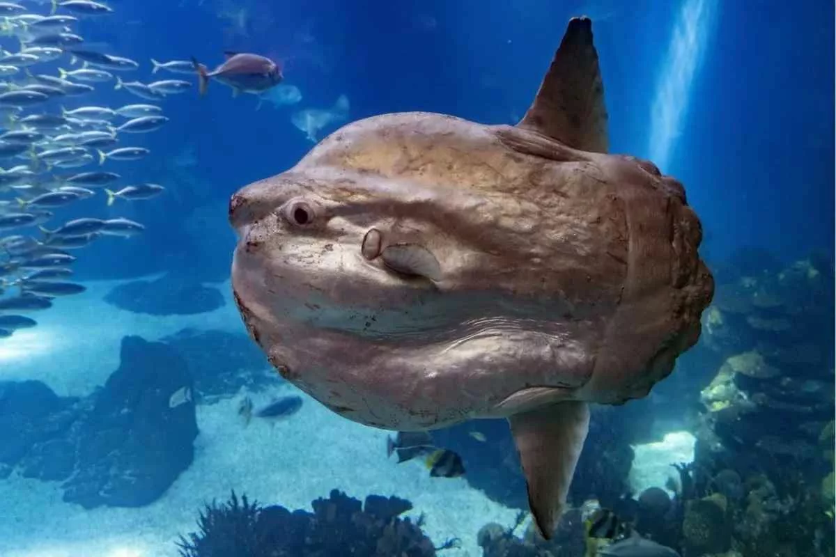 ocean-sunfish-mola-mola_11zon