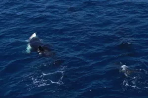 وحشت در اقیانوس‌ها؛ نهنگ‌های قاتل با روش جراحی، جگر کوسه‌های سفید را می‌درند