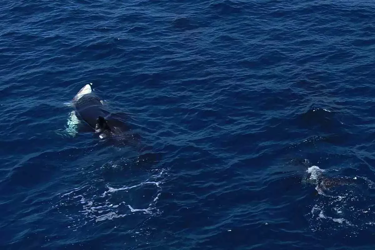 orcas-use-tonic-immobilityextract-shark-livers_11zon