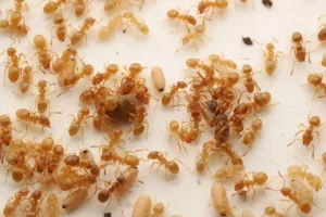 قتل در کلنی مورچه‌ها؛ گونه‌ای انگلی کشف شد که کارگران را وادار می‌کند ملکهٔ خود را نابود کنند!