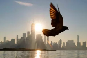 کشف راز بزرگ پرندگان پس از ۱۴۳ سال؛ عضو مغناطیسی بدن آن‌ها نقش قطب‌نما طبیعی را دارد