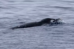 شکار علم؛ لحظه‌ای که نهنگ افسانه‌ای پس از قرن‌ها دیده شد و دانشمندان به او شلیک کردند!