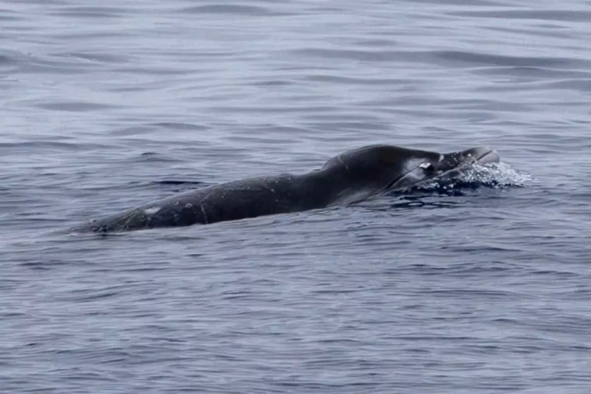researchers-identified-ginkgo-toothed-beaked-whales-alive_11zon