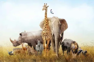 راز عظمت آفریقا؛ چرا قاره سیاه خانه‌ی بزرگ‌ترین جانوران خشکی زمین است؟