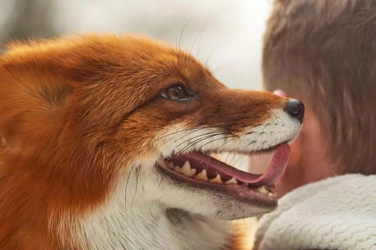 why-cant-domesticate-all-wild-animals_11zon