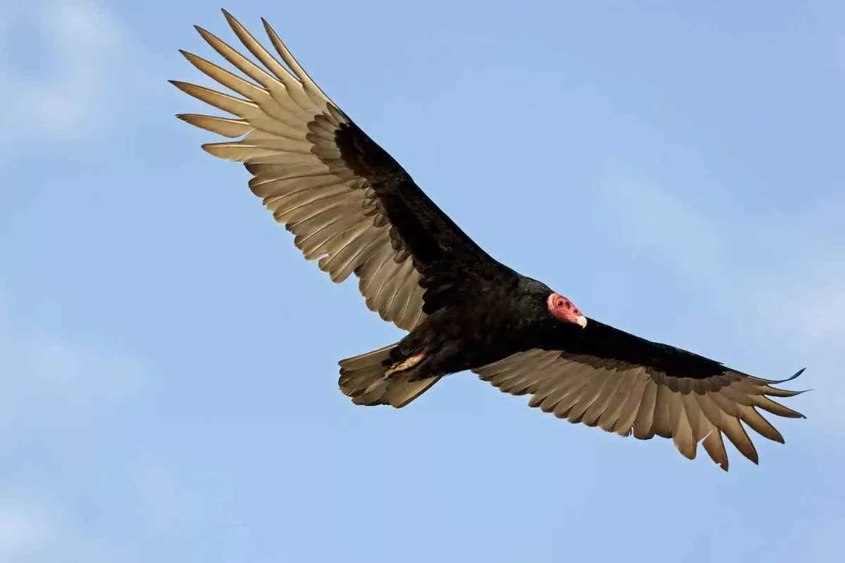 why-do-vultures-circle_11zon