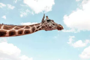 راز قامت افسانه‌ای زرافه فاش شد؛ چرا طبیعت هم گردن و هم پاهایش را تا آسمان کشید؟