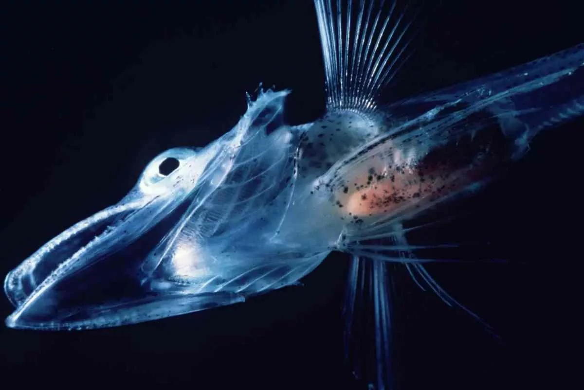 why-ice-fish-dont-freeze_11zon