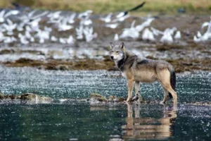 ویدئویی تاریخی رفتار هوشمند گرگ‌ها را آشکار کرد؛ شاید نخستین لحظه استفاده حیوانات وحشی از ابزار ثبت شده باشد!