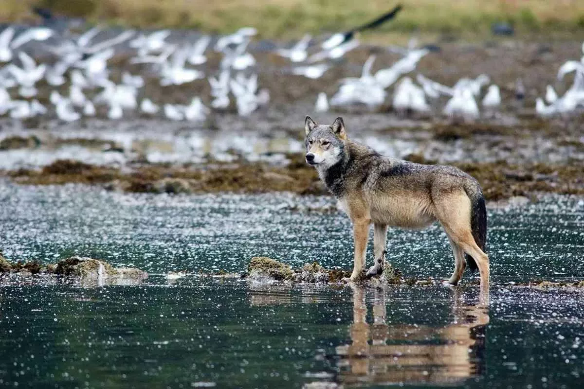 wolf-uses-crab-trap-tool_11zon