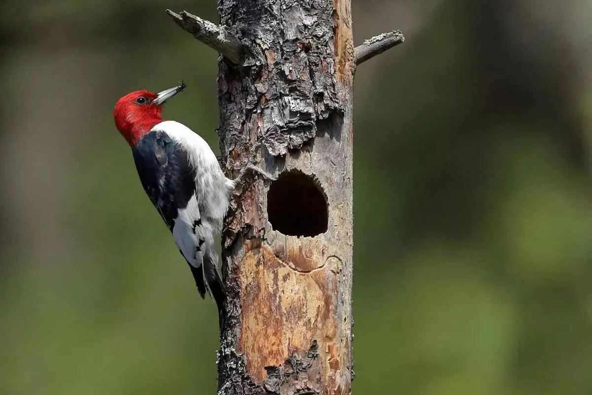 woodpeckers-hammers-grunt-drill_11zon