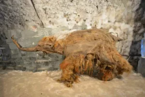 DNA کافی نبود؛ دانشمندان قدیمی‌ترین RNA جهان را از ماموت یخ‌زده کشف کردند!