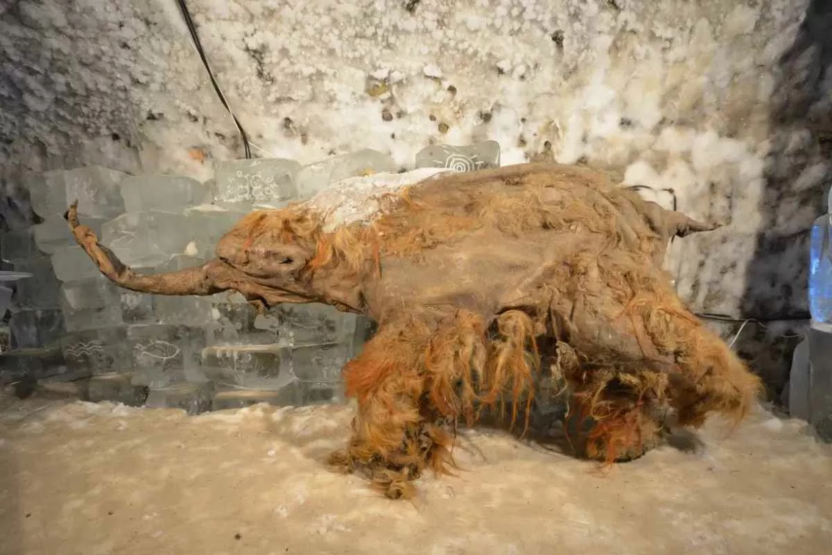 worlds-oldest-rna-extracted-woolly-mammoth_11zon