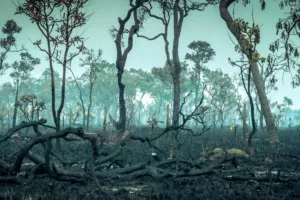 ریه‌های زمین در خطر خاموشی؛ آیا جنگل آمازون در آستانه ورود به اقلیم فوق‌گرمسیری است؟